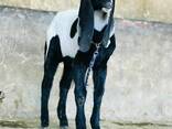 Beetal goat for sale - photo 2