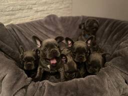 Blue French bulldog