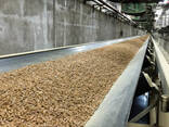 Cheap Price Wood Pellet Biomass / Wood Pellets - photo 2