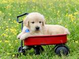 Chunky Golden Retriever Puppies For Sale - photo 2