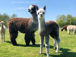 Coloured female alpacas - under 12 months