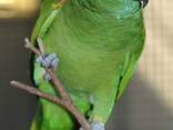 Fertile parrot eggs and parrots - photo 1