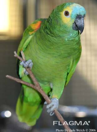Fertile parrot eggs and parrots