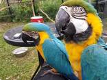 Fertile parrot eggs and parrots