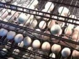 Fertilized parrot eggs and parrots available for sale
