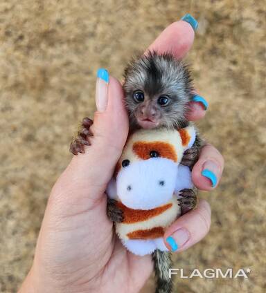 Finger Monkeys for sale