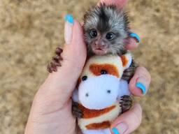 Finger Monkeys for sale