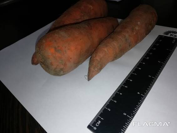 carrots wholesale Kazakhstan