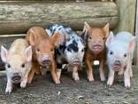 Mini pigs for sale - photo 1