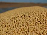 Soya (soybeans) - photo 2