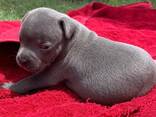 Staffordshire Bull Terrier Puppies Ready Now - photo 1