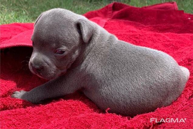 Staffordshire Bull Terrier Puppies Ready Now