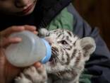 White Tiger Cubs For Sale - photo 1