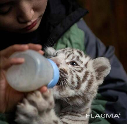 White Tiger Cubs For Sale