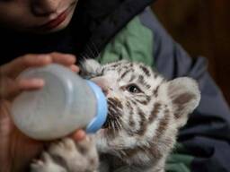 White Tiger Cubs For Sale
