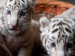 White Tiger Cubs For Sale - photo 1