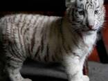 White Tiger Cubs For Sale - photo 2